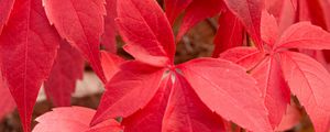 Preview wallpaper leaves, red, autumn, blur