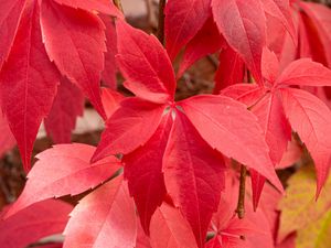 Preview wallpaper leaves, red, autumn, blur