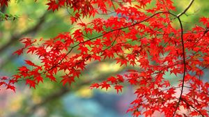 Preview wallpaper leaves, red, autumn, branches