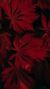 Preview wallpaper leaves, red, black, dark, plant