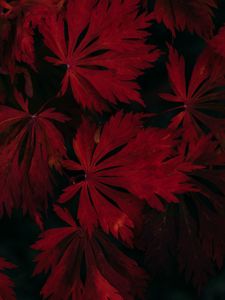 Preview wallpaper leaves, red, black, dark, plant