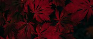 Preview wallpaper leaves, red, black, dark, plant