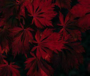 Preview wallpaper leaves, red, black, dark, plant