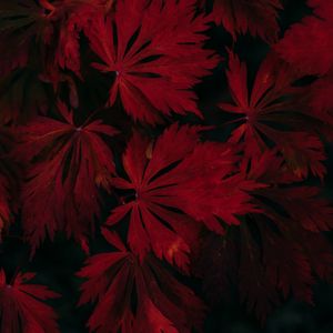 Preview wallpaper leaves, red, black, dark, plant