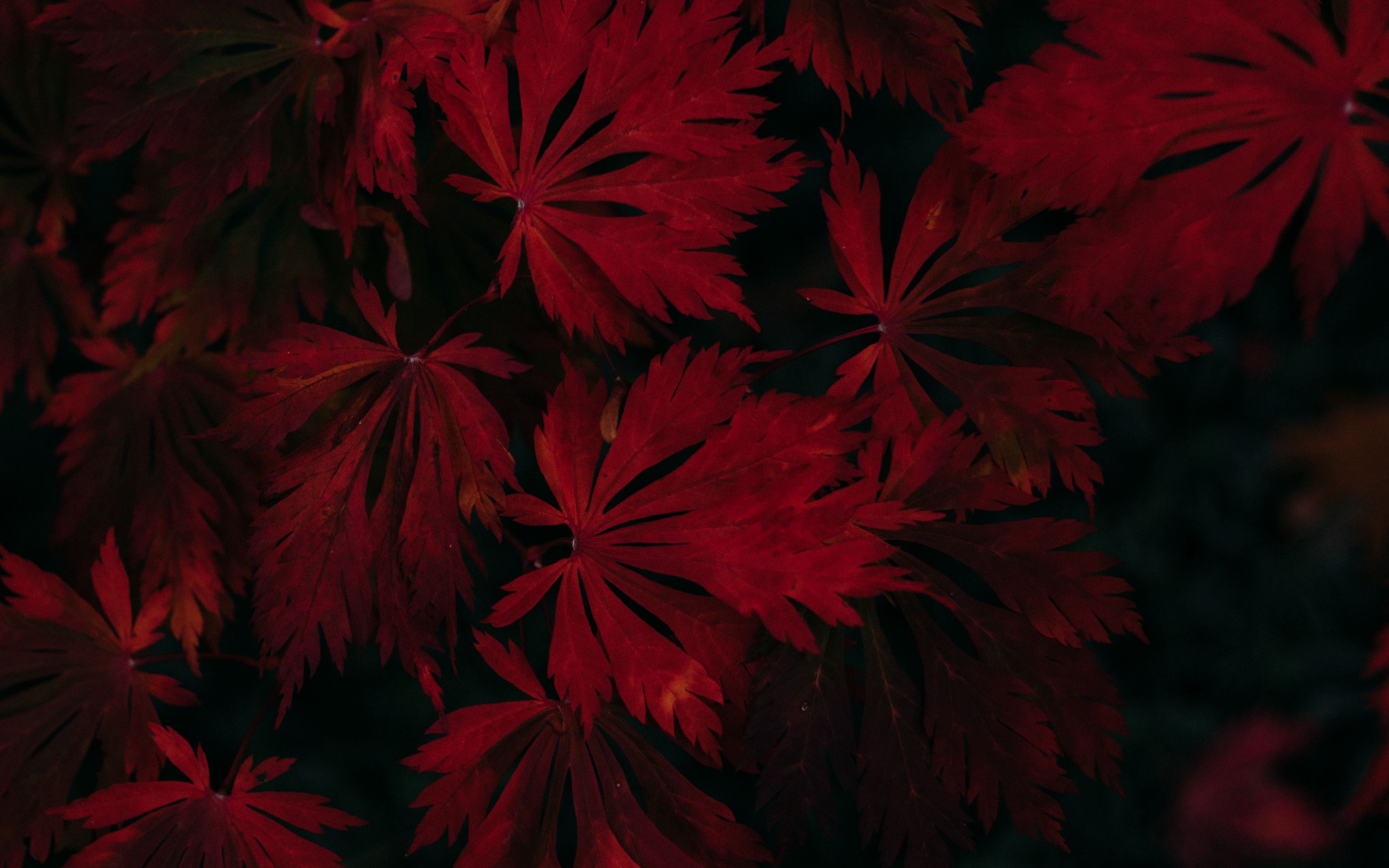 Download wallpaper 3840x2400 leaves, red, black, dark, plant 4k ultra hd  16:10 hd background