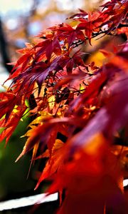 Preview wallpaper leaves, red, branches, autumn, nature