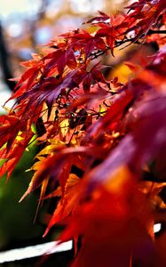 Preview wallpaper leaves, red, branches, autumn, nature