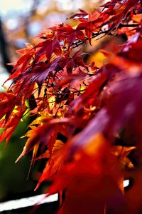 Preview wallpaper leaves, red, branches, autumn, nature