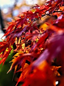 Preview wallpaper leaves, red, branches, autumn, nature