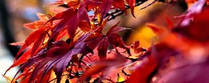 Preview wallpaper leaves, red, branches, autumn, nature