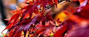 Preview wallpaper leaves, red, branches, autumn, nature