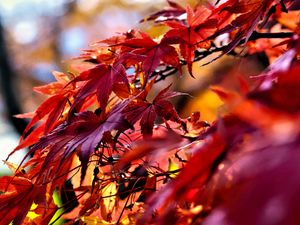 Preview wallpaper leaves, red, branches, autumn, nature