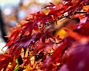 Preview wallpaper leaves, red, branches, autumn, nature
