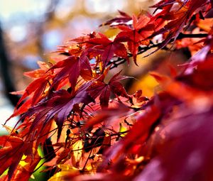 Preview wallpaper leaves, red, branches, autumn, nature