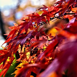 Preview wallpaper leaves, red, branches, autumn, nature