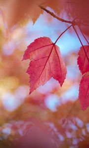 Preview wallpaper leaves, red, dry, macro, autumn