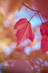 Preview wallpaper leaves, red, dry, macro, autumn
