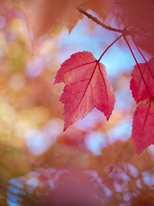 Preview wallpaper leaves, red, dry, macro, autumn
