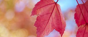 Preview wallpaper leaves, red, dry, macro, autumn