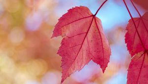 Preview wallpaper leaves, red, dry, macro, autumn
