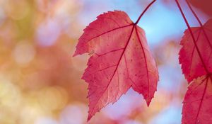 Preview wallpaper leaves, red, dry, macro, autumn