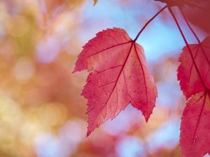 Preview wallpaper leaves, red, dry, macro, autumn
