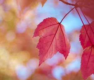 Preview wallpaper leaves, red, dry, macro, autumn