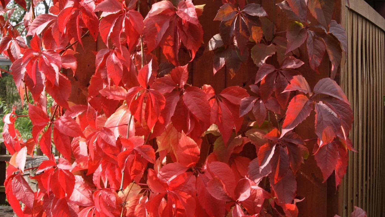 Wallpaper leaves, red, fence, plant