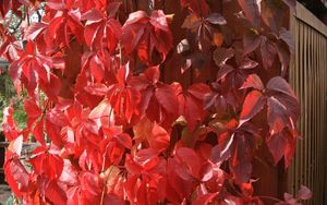 Preview wallpaper leaves, red, fence, plant