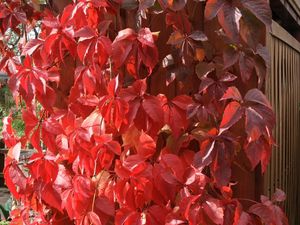 Preview wallpaper leaves, red, fence, plant