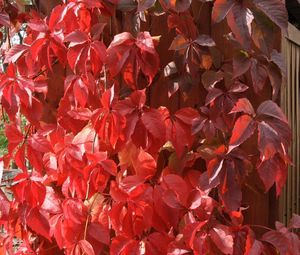 Preview wallpaper leaves, red, fence, plant