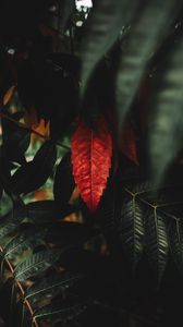 Preview wallpaper leaves, red, macro, branches, plant
