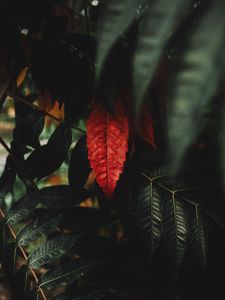 Preview wallpaper leaves, red, macro, branches, plant