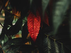Preview wallpaper leaves, red, macro, branches, plant