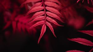 Preview wallpaper leaves, red, macro