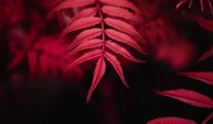 Preview wallpaper leaves, red, macro