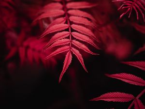 Preview wallpaper leaves, red, macro
