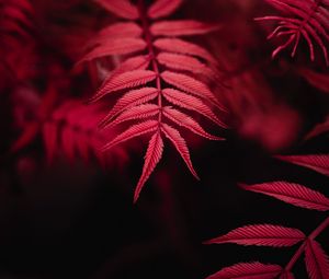 Preview wallpaper leaves, red, macro