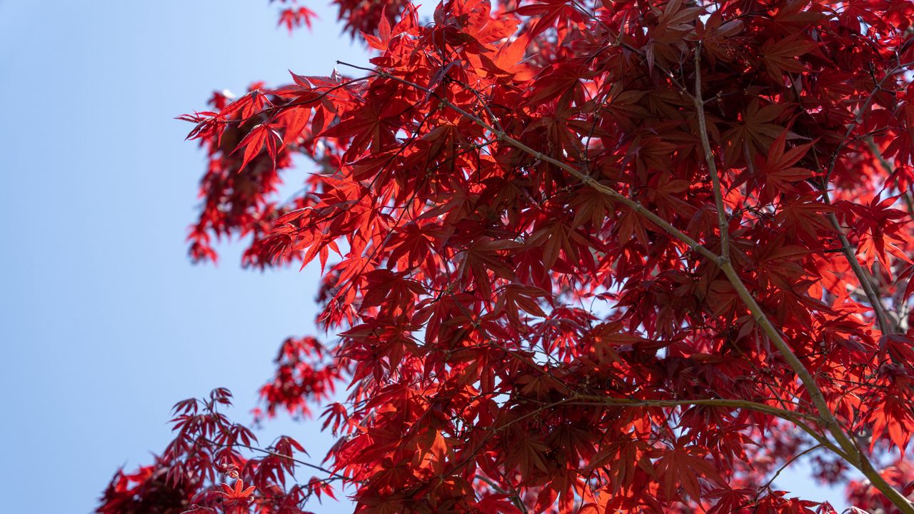 Wallpaper leaves, red, maple, branches, sky