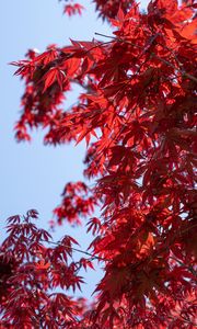 Preview wallpaper leaves, red, maple, branches, sky