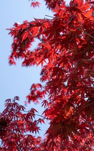 Preview wallpaper leaves, red, maple, branches, sky