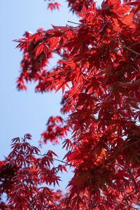 Preview wallpaper leaves, red, maple, branches, sky