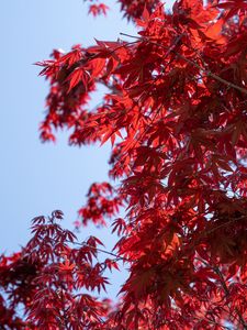 Preview wallpaper leaves, red, maple, branches, sky