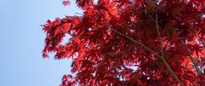 Preview wallpaper leaves, red, maple, branches, sky