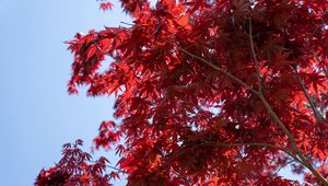 Preview wallpaper leaves, red, maple, branches, sky