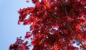 Preview wallpaper leaves, red, maple, branches, sky