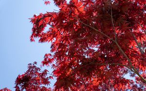 Preview wallpaper leaves, red, maple, branches, sky