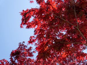 Preview wallpaper leaves, red, maple, branches, sky