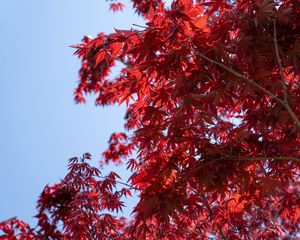 Preview wallpaper leaves, red, maple, branches, sky