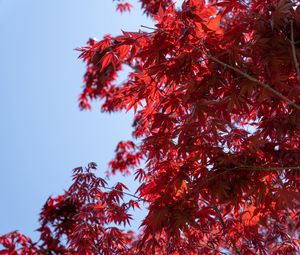 Preview wallpaper leaves, red, maple, branches, sky
